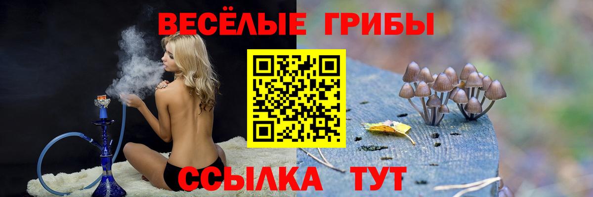 Псилоцибиновые грибы Psilocybe Новозыбков